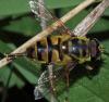 Myathropa florea